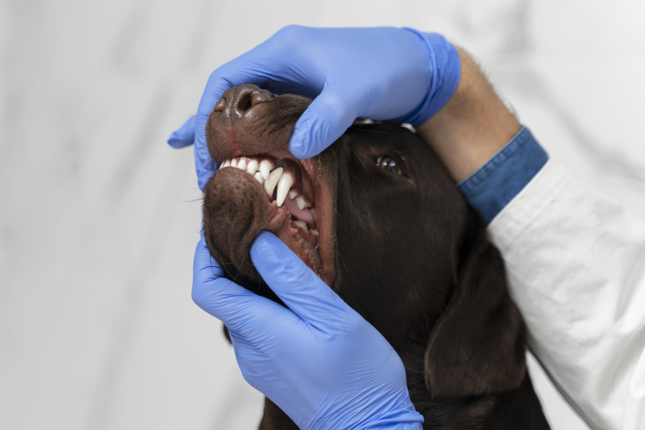 La importancia del cuidado dental en nuestras mascotas